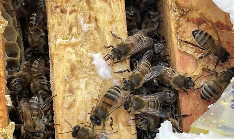 Arıları ne kadar tanıyorsunuz? Arılar hakkında ilginç bilgiler 18